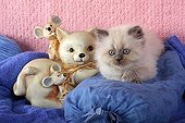 Half Persian kitten cushion and decoration cat and mouse ; Age: 7 weeks