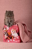 Half Persian kitten in a picture printed bag cats ; Age: 7 weeks