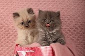 Half Persian kittens in a picture printed bag cats ; Age: 7 weeks