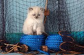 Half Persian kitten sitting on blue rope and fishing net ; Age: 6 weeks