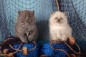 Half Persian kittens sitting on blue rope and fishing net ; Age: 6 weeks