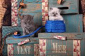 Half Persian kittens sitting on blue rope and wooden chests ; Age: 6 weeks