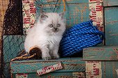 Half Persian kittens sitting on blue rope and wooden chests ; Age: 6 weeks