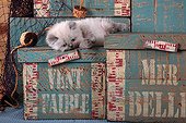 Half Persian kitten lying on wooden chests and fishing net ; Age: 6 weeks