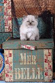 Half Persian kitten sitting on wooden chest and fishing net ; Age: 6 weeks
