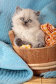 Half Persian kitten lying in a wooden pot  ; Age: 5 weeks