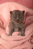 Half Persian kitten in a pink blanket  ; Age: 4 weeks