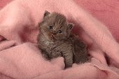 Half Persian kitten in a pink blanket  ; Age: 4 weeks