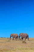 African Elephants walking - Addo Elephant NP South Africa