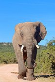 African Elephant walking - Addo Elephant NP South Africa