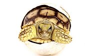 Hatching African Spurred Tortoise on white background  ; Park Turtles 'A Cupulatta' 