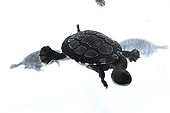 Roti Island snake-necked turtle on white background ; Park Turtles 'A Cupulatta'