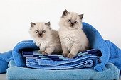 Half Persian kittens blue point in a blue towel  ; Age: 6 weeks