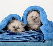 Half Persian kittens blue point in a blue towel  ; Age: 6 weeks
