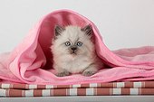Half Persian kitten blue point in a pink blanket ; Age: 6 weeks