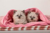 Half Persian kittens blue point in a pink blanket ; Age: 6 weeks