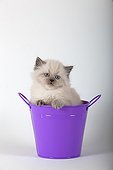 Half Persian kitten blue point on a purple bucket ; Age: 6 weeks