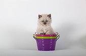 Half Persian kitten blue point on colored buckets ; Age: 6 weeks