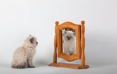 Half Persian kitten blue point and its reflection in mirror ; Age: 6 weeks