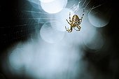Cross orbweaver on its web - Alsace France