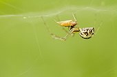 Common hammock-weaver catching a prey - Alsace France