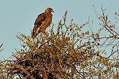 Tawny eagle on a tree - Kruger NP  South Africa