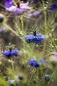 Devil in the bush in bloom in a garden