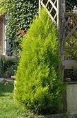 Monterey cypress 'Wilma' in a garden