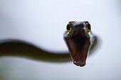 Portrait of Parrot-Snake threatening - French Guiana 