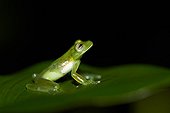 Zidok Cochran Frog on leaf - Nouragues French Guiana 