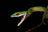 Portrait of Parrot snake - Mountain Kaw French Guiana 