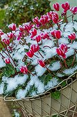 Cyclamen in bloom under snow in a garden