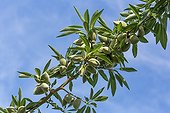 Almond tree in fruit in a garden