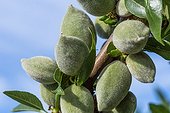 Almond tree in fruit in a garden