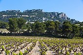 Vineyards in the Dentelles de Montmirail in Vaucluse -France