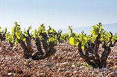 Vineyards in the Dentelles de Montmirail in Vaucluse -France
