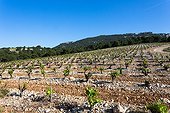 Vineyards in the Dentelles de Montmirail in Vaucluse -France