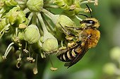 Ivy Bee on English Ivy flowers - Northern Vosges France