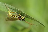 Parasitic wasp on leaf - Northern Vosges France 