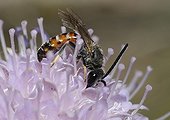 Mining Bee male on Small Scabious - Northern Vosges France 