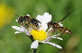 Mining Bee and Hover-fly on Lawndaisy - Northern Vosges
