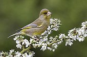Greenfinch on blossom- Warwickshire England UK