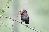 Blackbird female with nest material - Warwickshire England