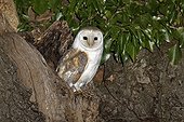 Barn owl at hole in tree - Warwickshire England UK