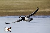 Barnacle goose in flight- Gloucestershire England UK
