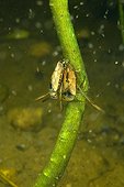 Backswimmer mating in a pool - Prairie Fouzon France