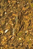 Mayfly larvae in a pond - Prairie Fouzon France