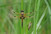 Four-spotted Skimmer warming - Prairie Fouzon France ; during the emergence 