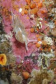Opalescent Nudibranch on reef - Alaska Pacific Ocean