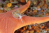Opalescent Nudibranch on Sea Star - Alaska Pacific Ocean